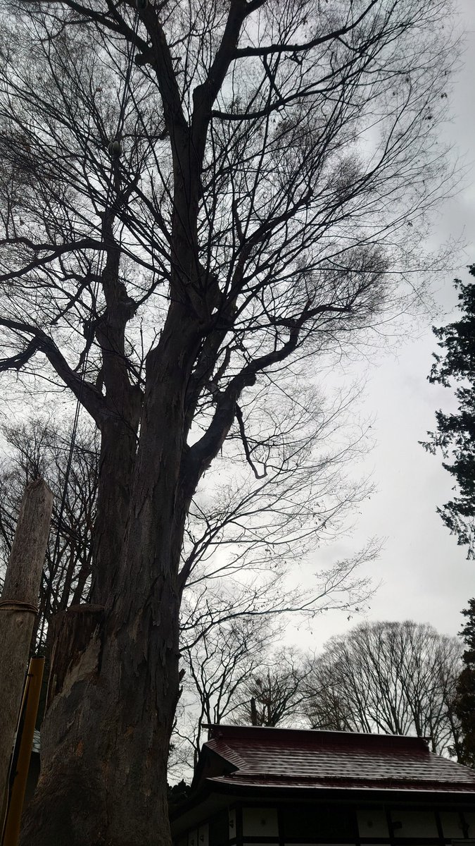 ボンバヘッドすさ子 tweet media