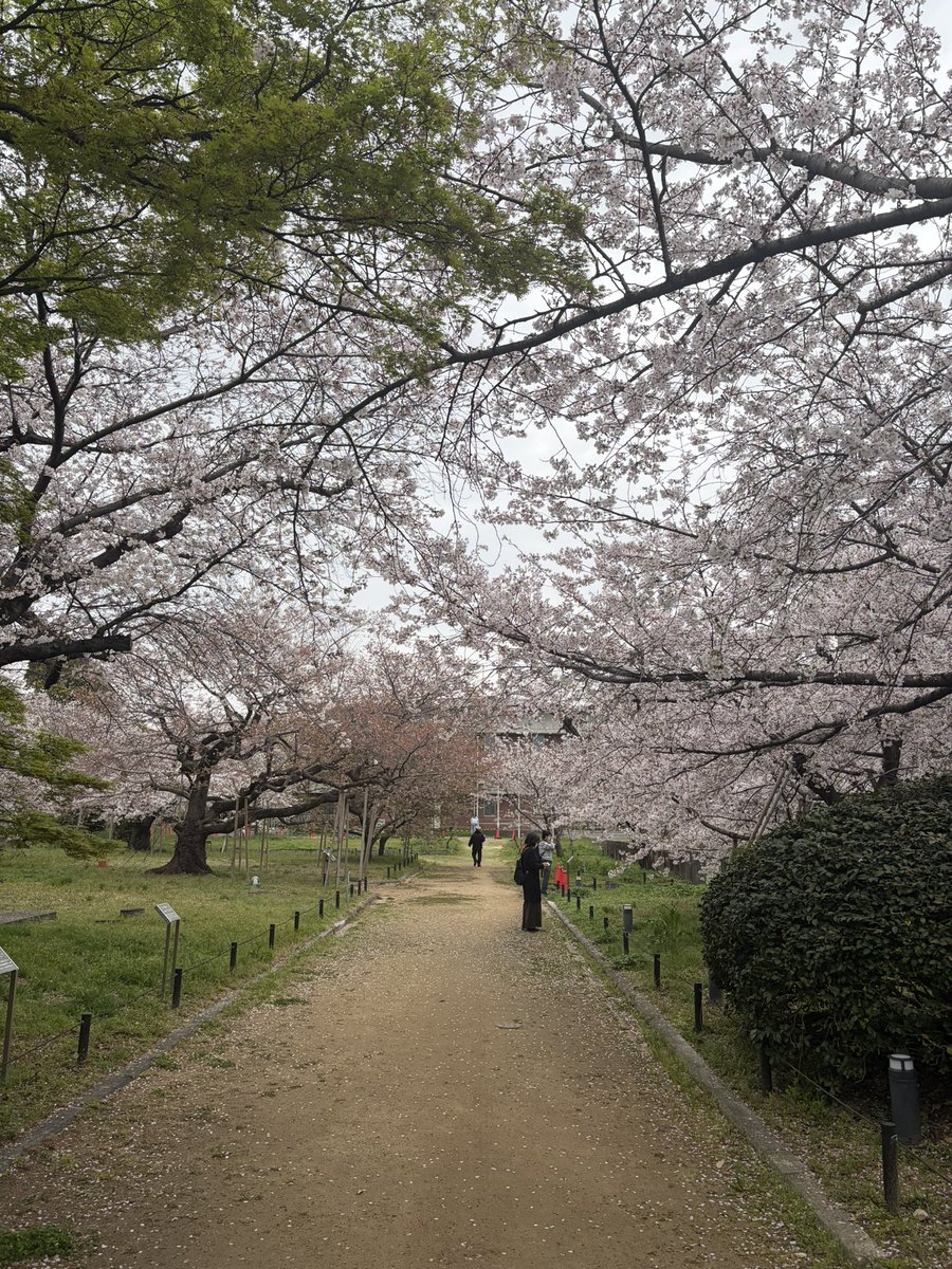 ヤーシブ(ボチボチ再始動) tweet media