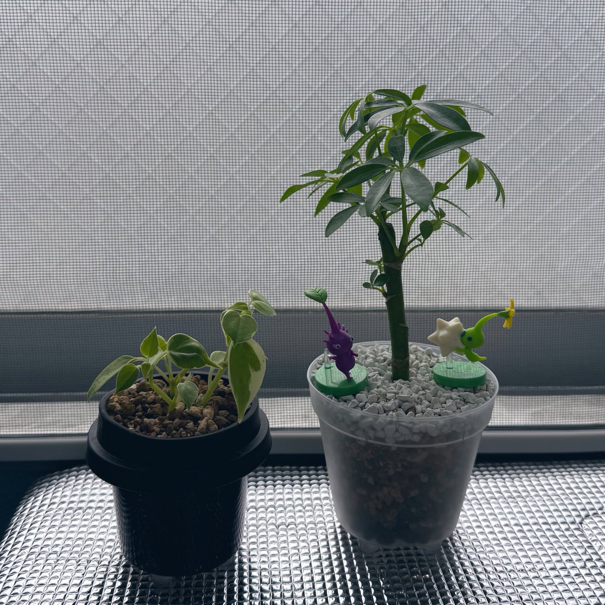 ちょこれいと🍓 tweet media