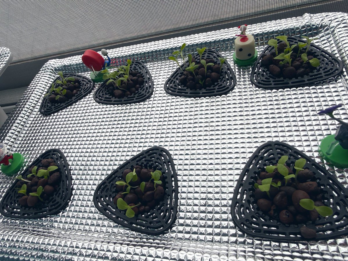 ちょこれいと🍓 tweet media