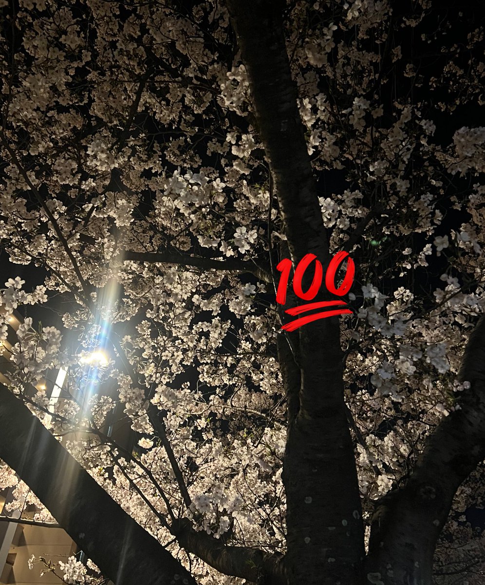 Remkemp's tweet photo. 出勤スケジュール🗓💁‍♀️
桜綺麗だね🌸 沢山の人が写真撮ってた😸

 #博多メンズエステ
 #メンズエステ https://t.co/iAYrrKQaqZ
