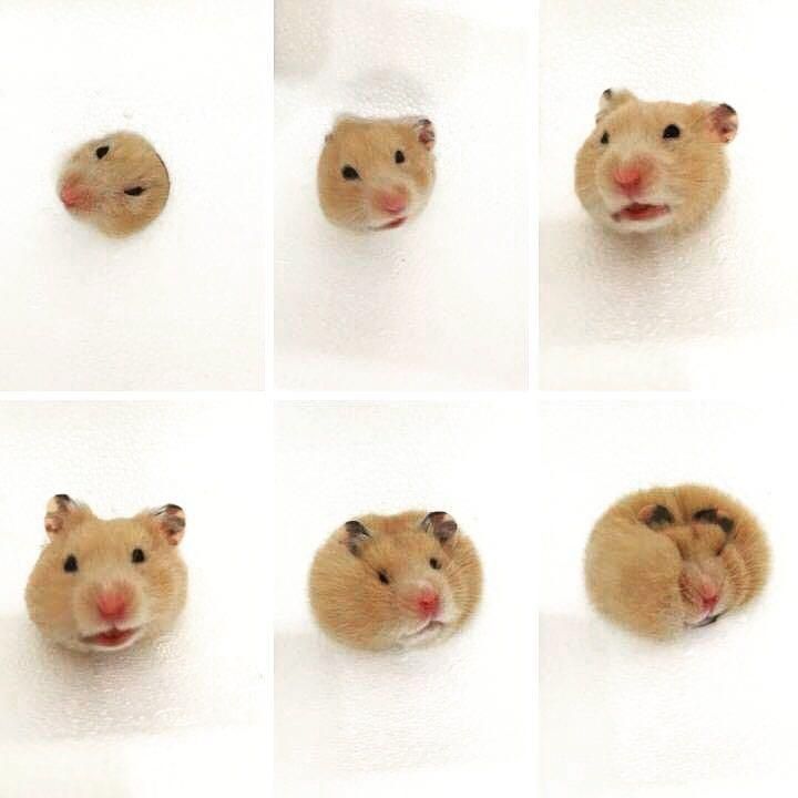 hamster tweet media