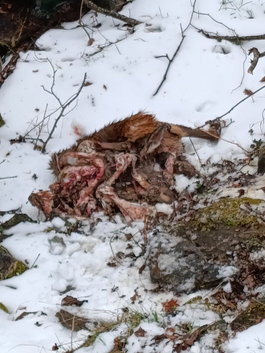 Marrameu tweet media