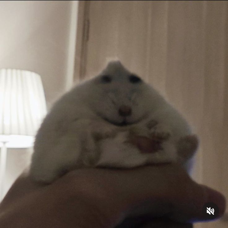 hamster tweet media