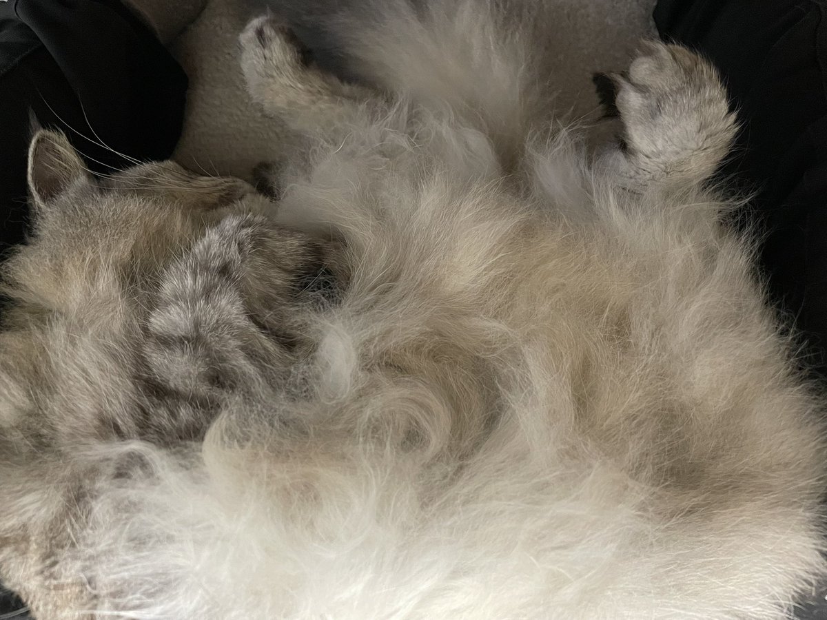 ぺりぞう tweet media