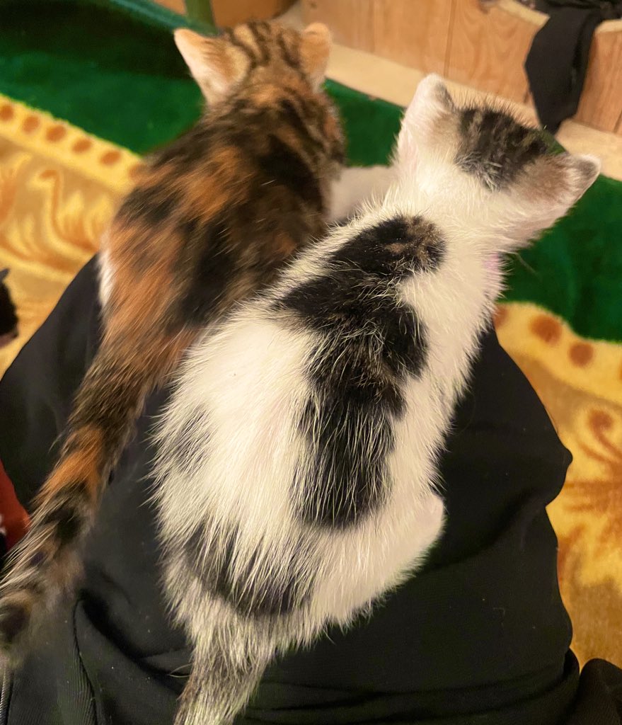 No ⵏⵓⵀ ⴰ ☘️ tweet media