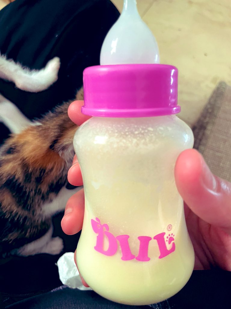 No ⵏⵓⵀ ⴰ ☘️ tweet media