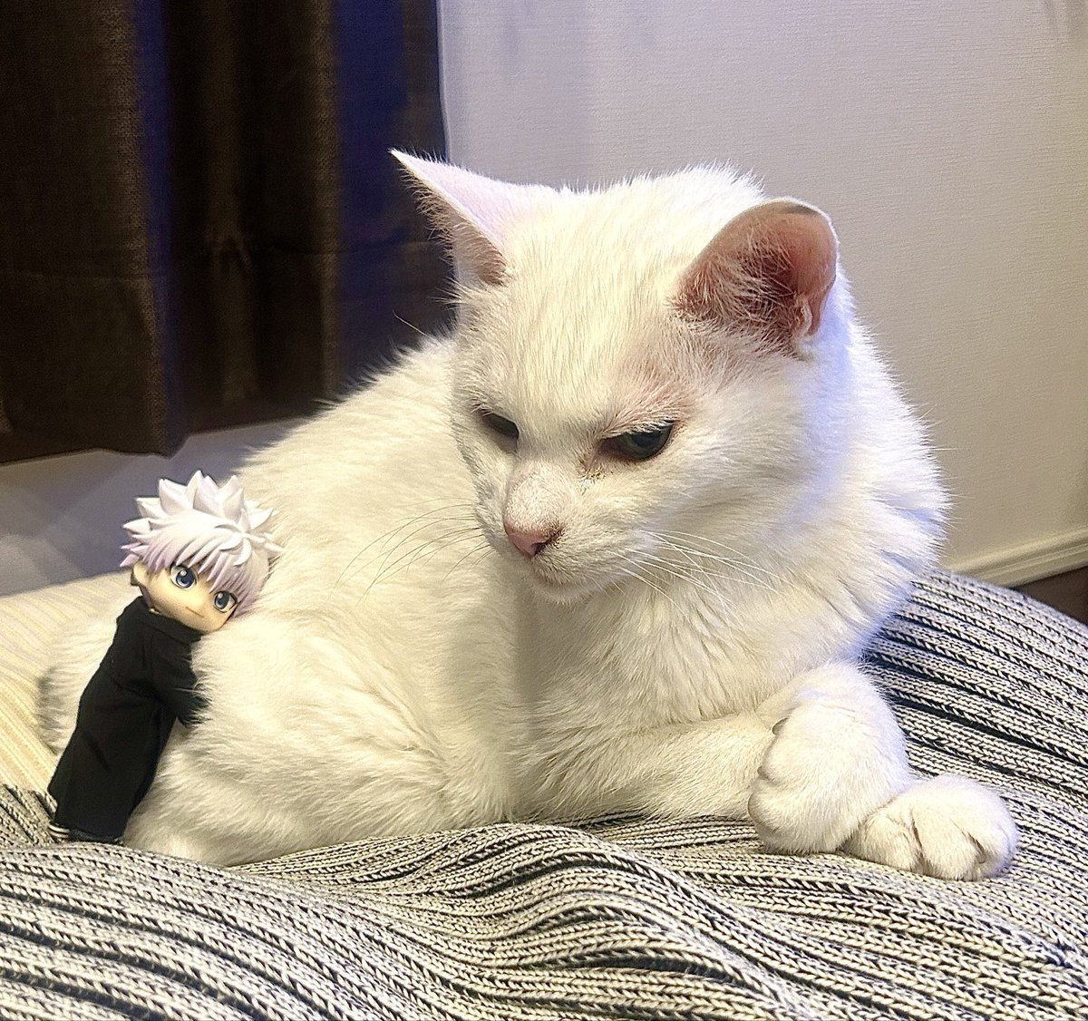 カヌレ tweet media