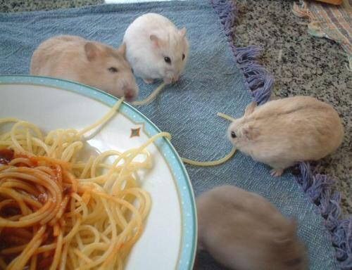 hamster tweet media