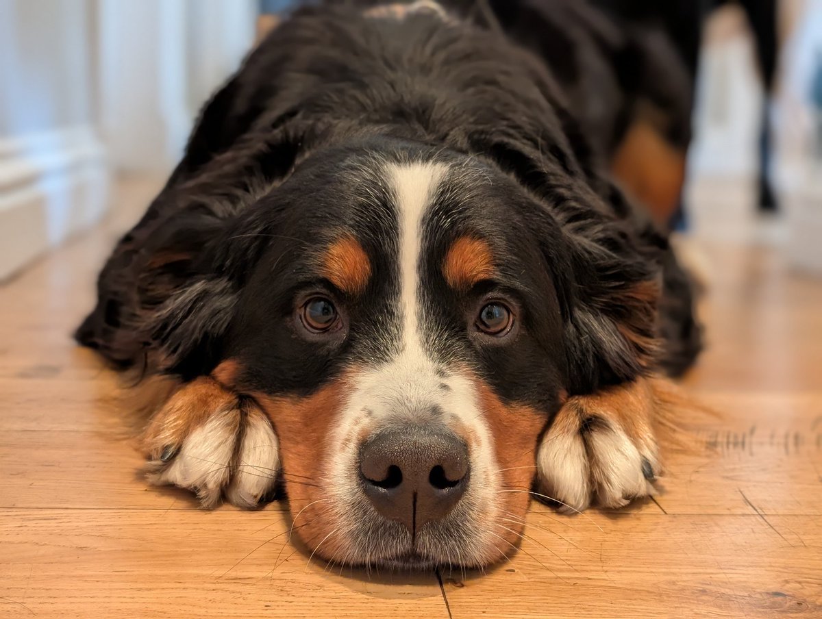 Albert and Bera 🐶🐕 Bert's Legacy 🌈 ❤️ tweet media