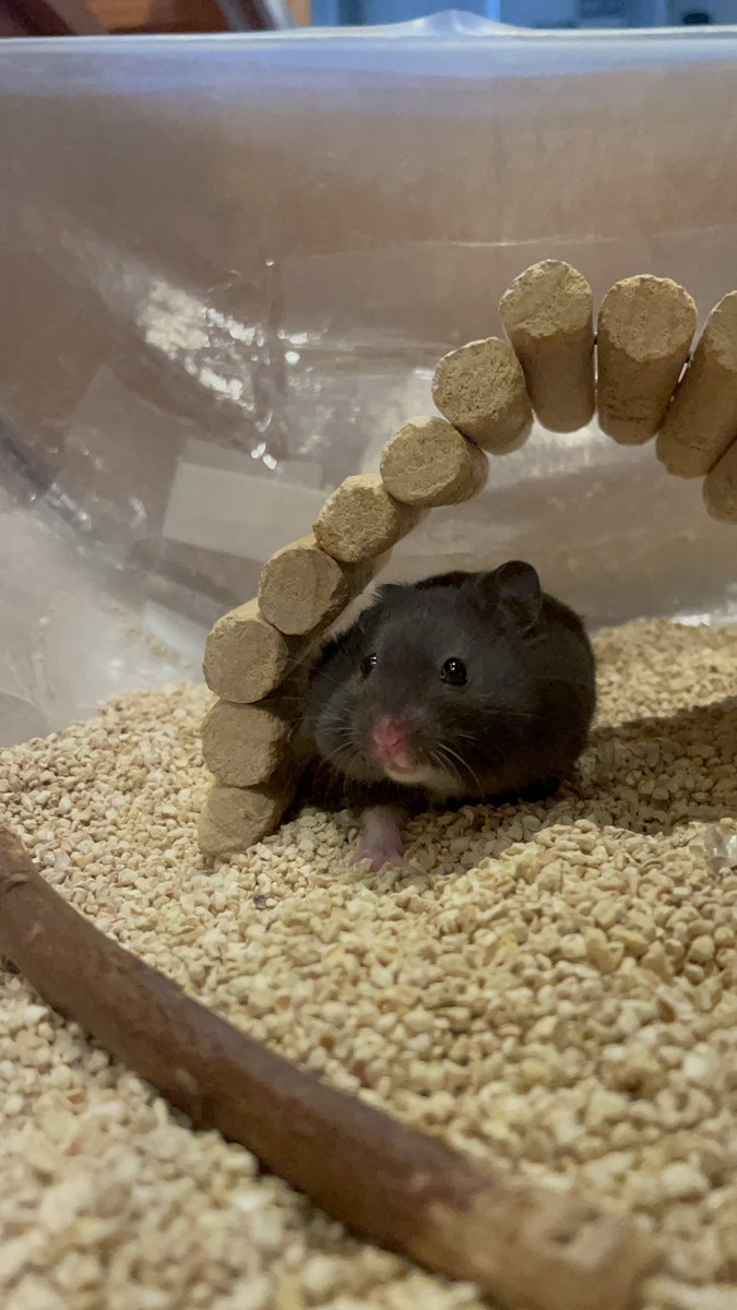 MOGUMOGUCAFE3's tweet image. ほっぺパンパンboy🐹🖤

本日はご来店ありがとうございました✨
明日も11時よりオープンいたします🐾

☎︎03-3404-1180 （ご予約はお電話からでもOK🙆‍♀️）
#ハムスター　#hamster #햄스터　#倉鼠 #ハムスターカフェ