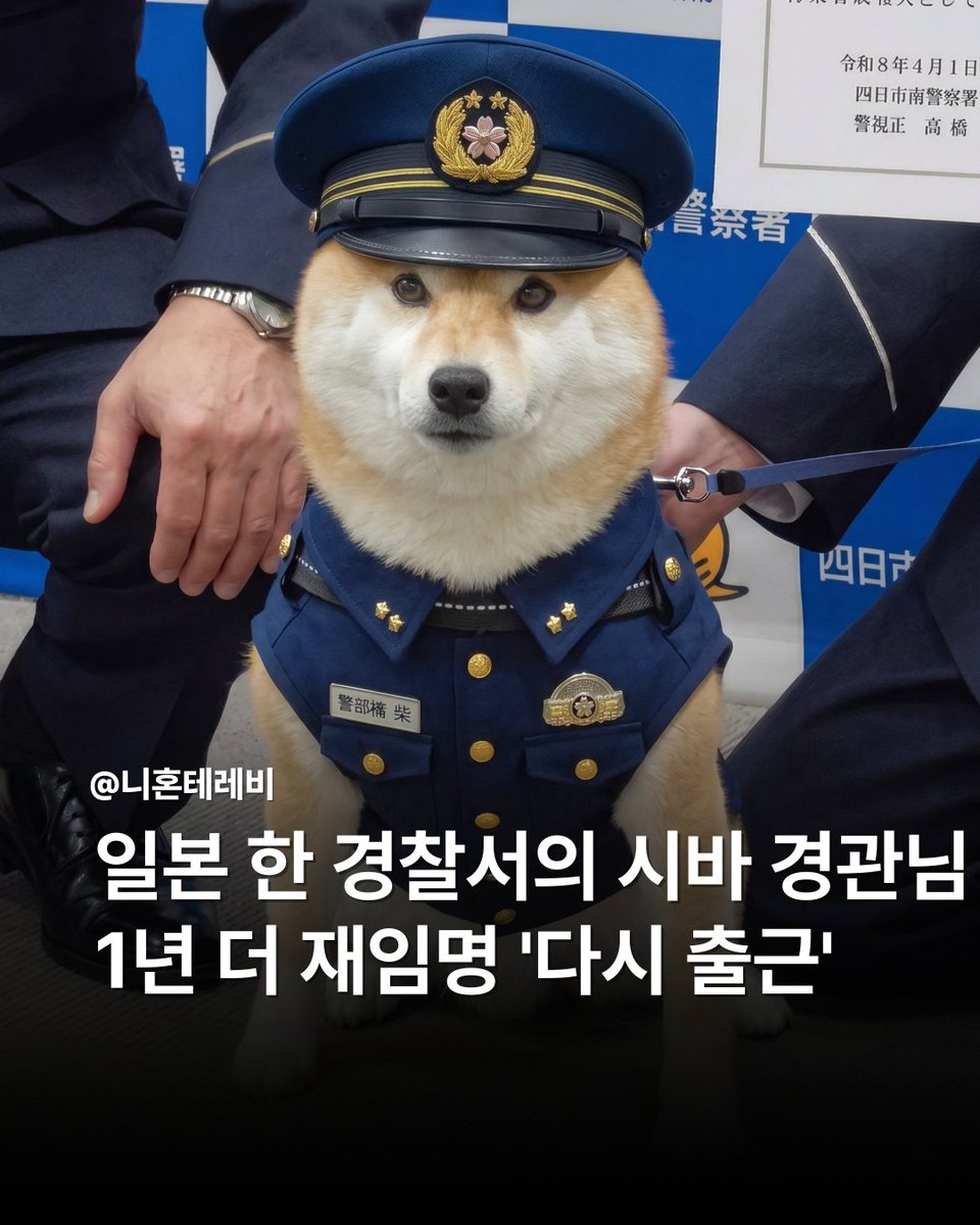 essl2_2's tweet photo. [일본 한 경찰서의 시바 경관님 1년 더 재임명 '다시 출근']

일본에서 시바견이 경찰 ‘홍보 검사(Inspector)’ 로 재위촉되며 눈길을 끌고 있습니다.
미에현 욧카이치 미나미 경찰서는 5살 시바견 ‘마메스케’ 를 공식 홍보견으로 다시 임명했다고 밝혔습니다.
마메스케는 2023년부터 활동해 온 경찰 홍보견으로, 이번 재위촉을 통해 향후 1년간 지역 안전 캠페인 등에 참여할 예정 입니다.

경찰에 따르면 마메스케는 어린이 통학로 순찰과 교통안전 홍보, 특수사기 예방 캠페인 등 다양한 활동을 수행해왔습니다.
단순한 마스코트를 넘어 명예 ‘검사’ 직함까지 부여받은 점에서 상징성이 크다는 평가 입니다.
지난 4월 3일 진행된 위촉식에서는 경찰서장이 직접 임명장을 전달한 것으로 전해졌습니다.

마메스케는 위촉 직후 곧바로 활동에 나설 예정입니다.
오는 4월 9일에는 욧카이치 지역 통학로에서 아침 교통안전 지도 활동에 참여할 계획입니다.
경찰 측은 “친근한 이미지의 홍보견이 주민들에게 안전 의식을 효과적으로 전달하는 데 기여하고 있다” 고 설명했습니다.

한편 일본에서는 지역 홍보를 위해 동물이나 캐릭터를 활용하는 사례가 늘고 있습니다.
최근에는 고양이가 역장으로 임명되거나, 가상 캐릭터가 교통안전 홍보에 참여하는 등 다양한 방식의 시도가 이어지고 있는 것으로 알려졌습니다.