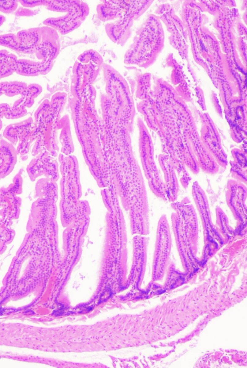 Shin@獣医病理学者 tweet media