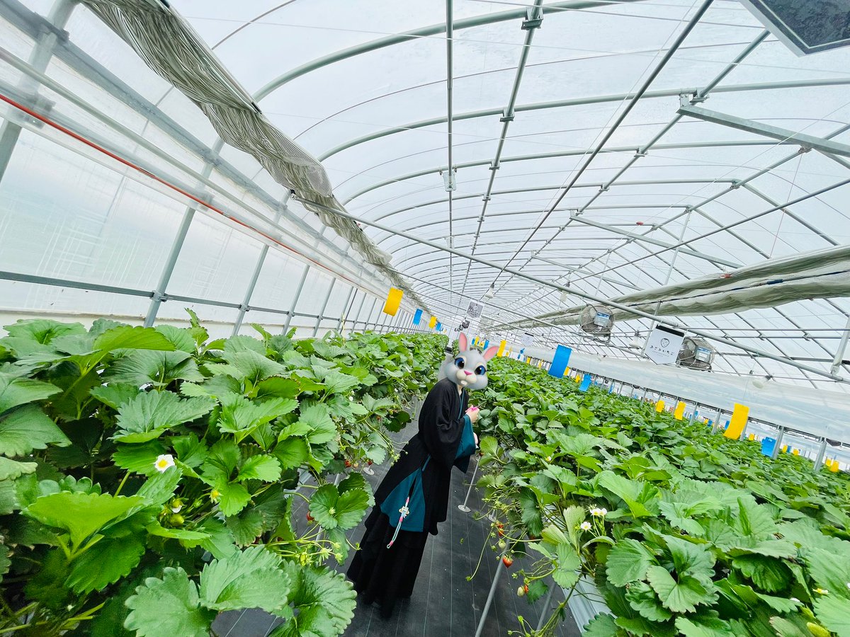 ももの御朱印 tweet media