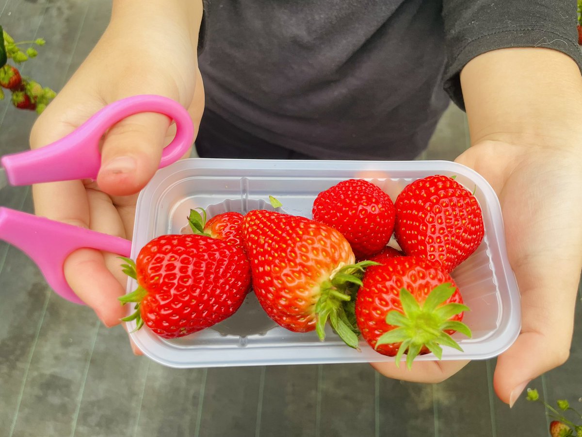 ももの御朱印 tweet media