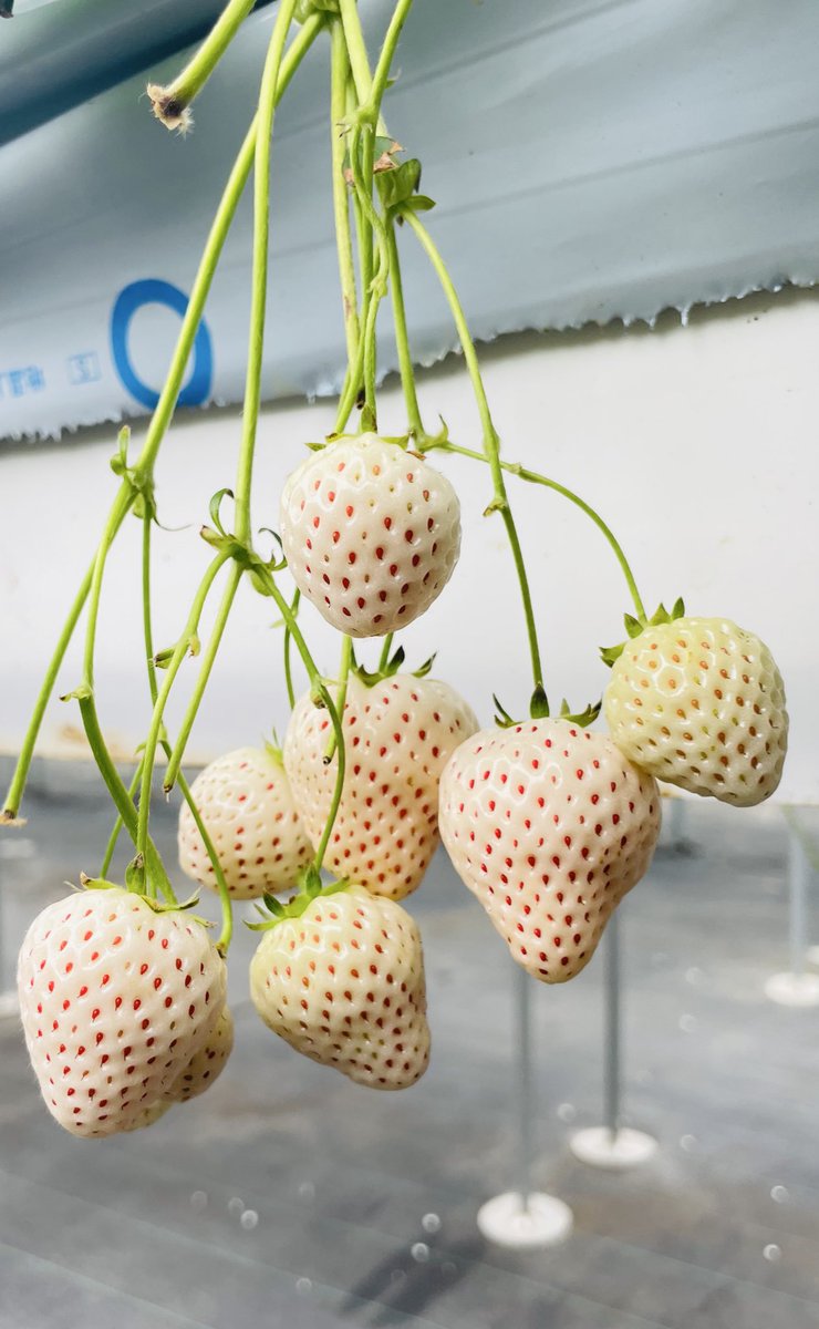 ももの御朱印 tweet media