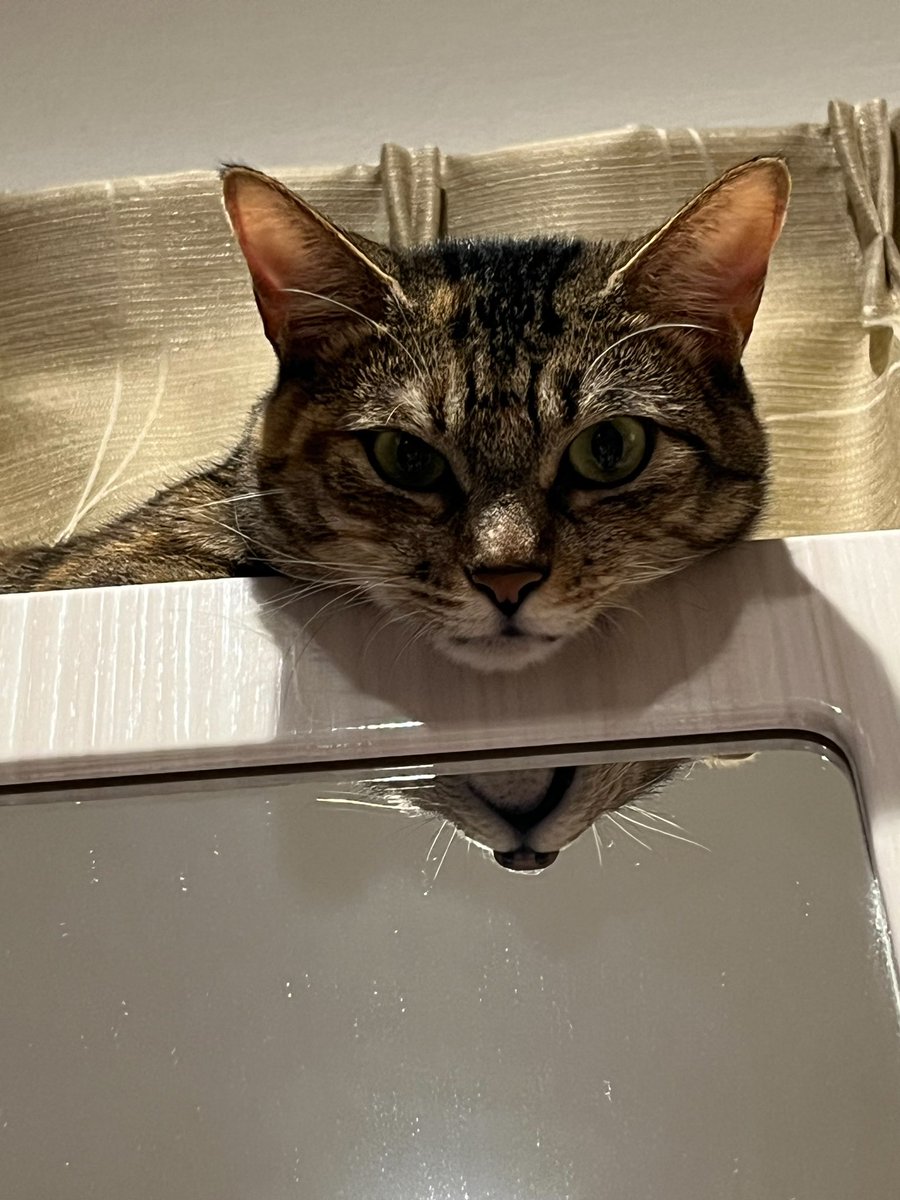 かたぴぃ tweet media