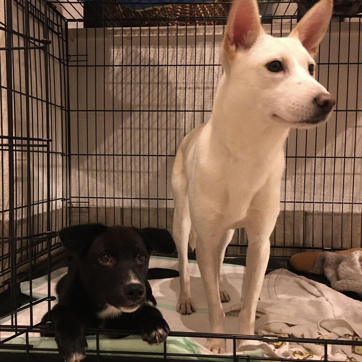 白と黒のいぬ tweet media