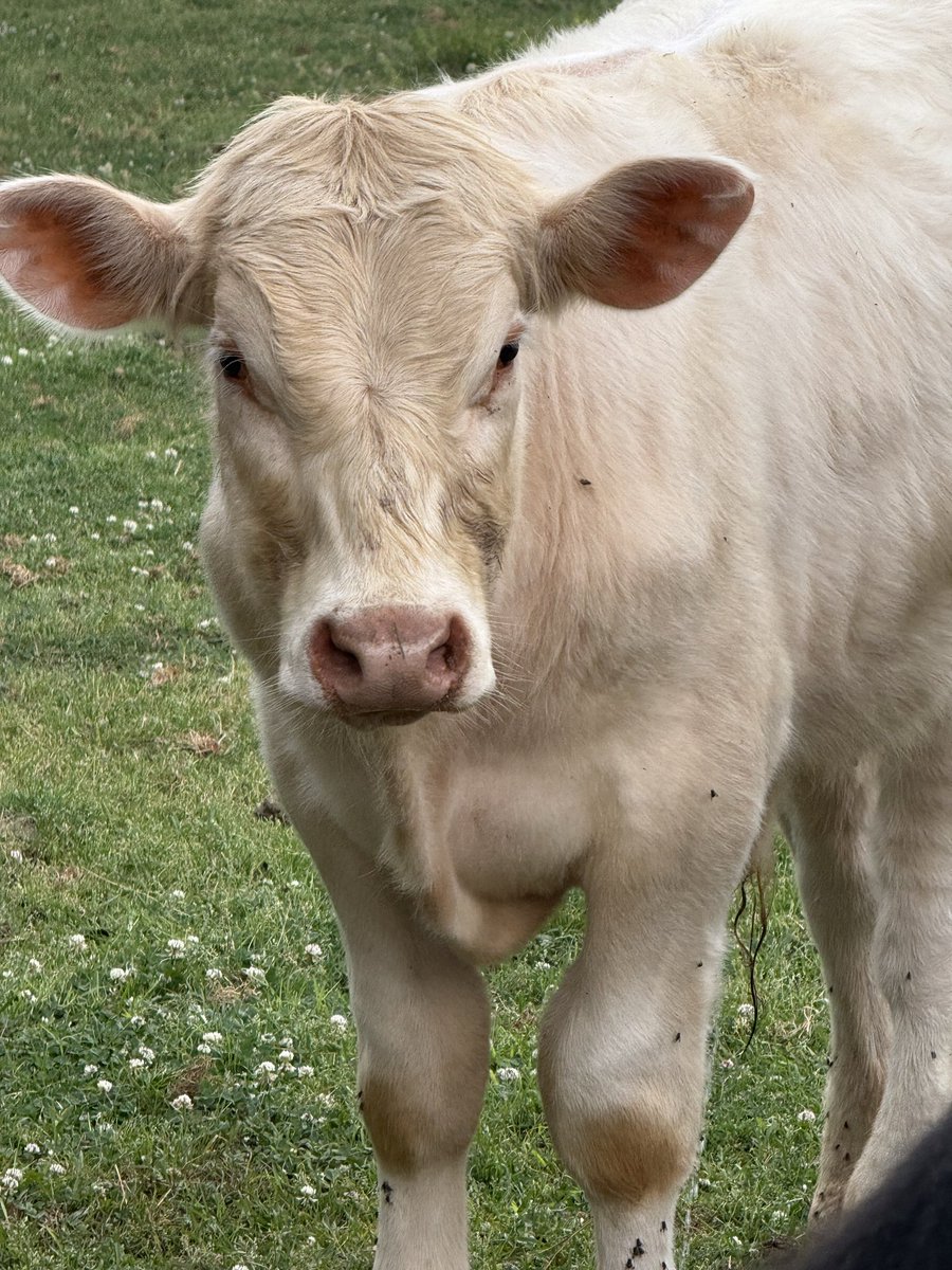 John Morgan tweet media