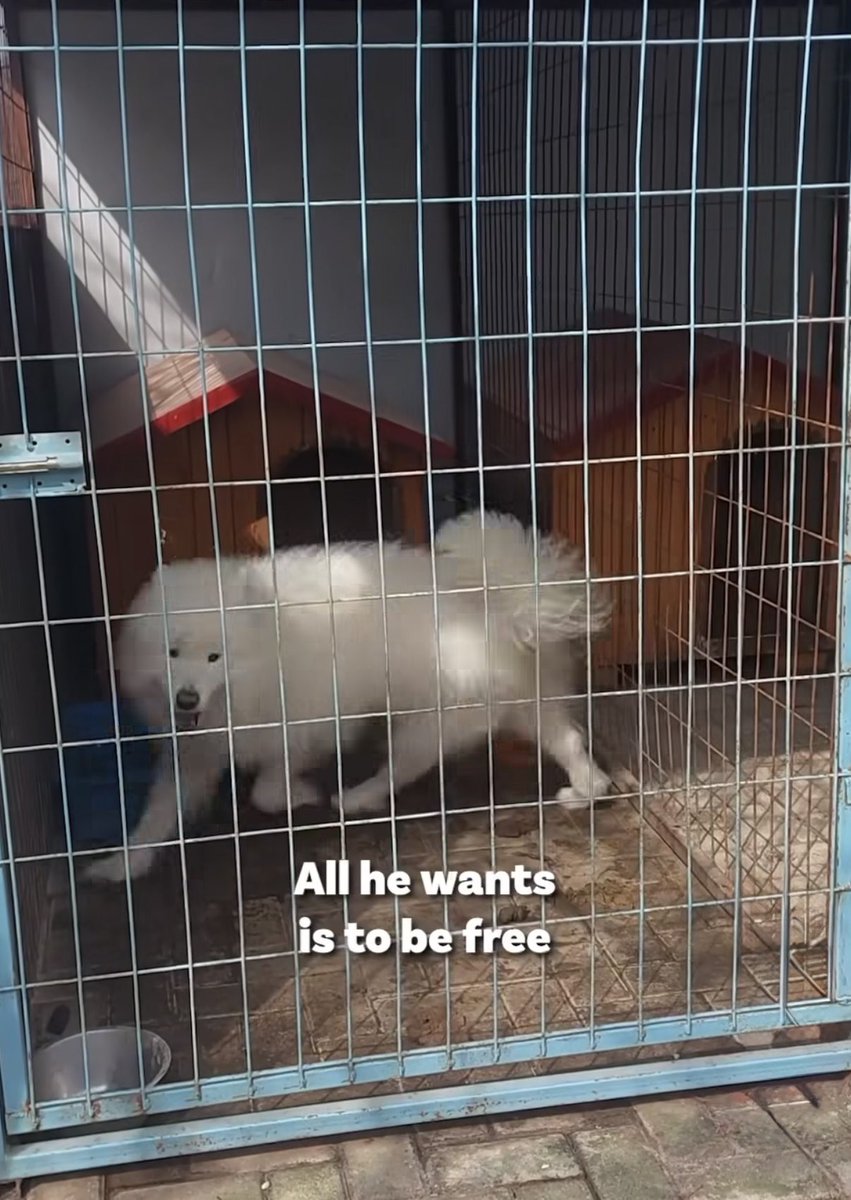 Dogs 4 Rescue tweet media