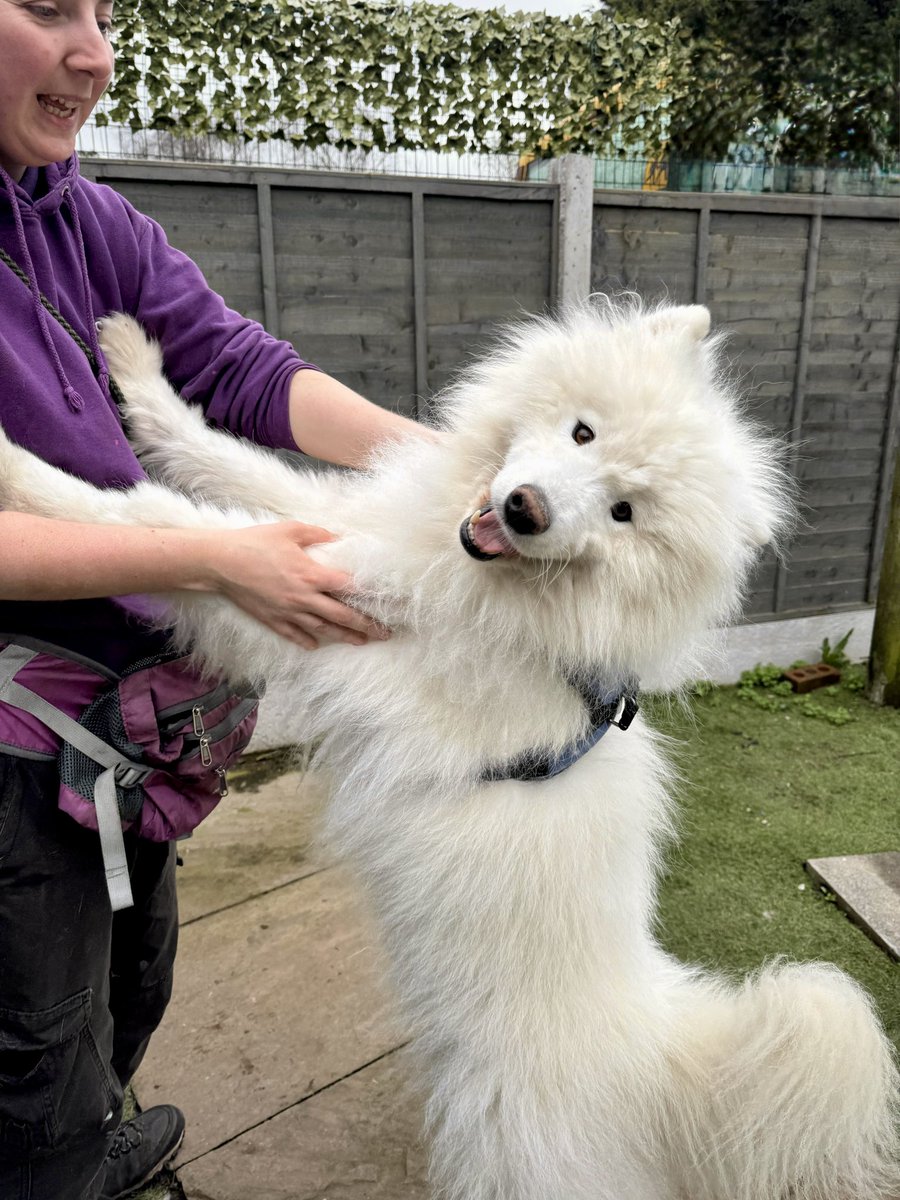 Dogs 4 Rescue tweet media