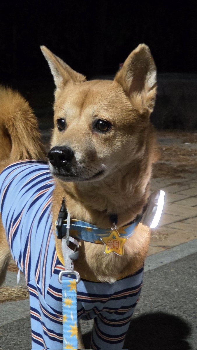 기특한 우리나라 강아지 많이 사랑해주세요