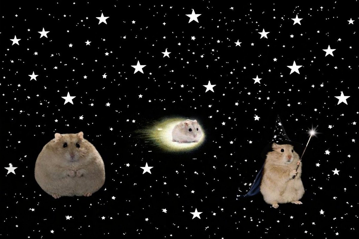 hamster tweet media
