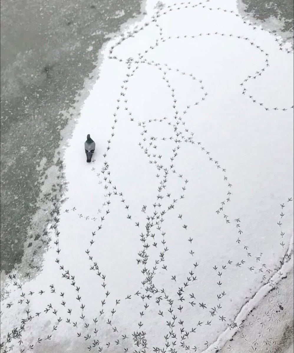 ☆ RØWEN ⊬ #quietisviolent❕ tweet media