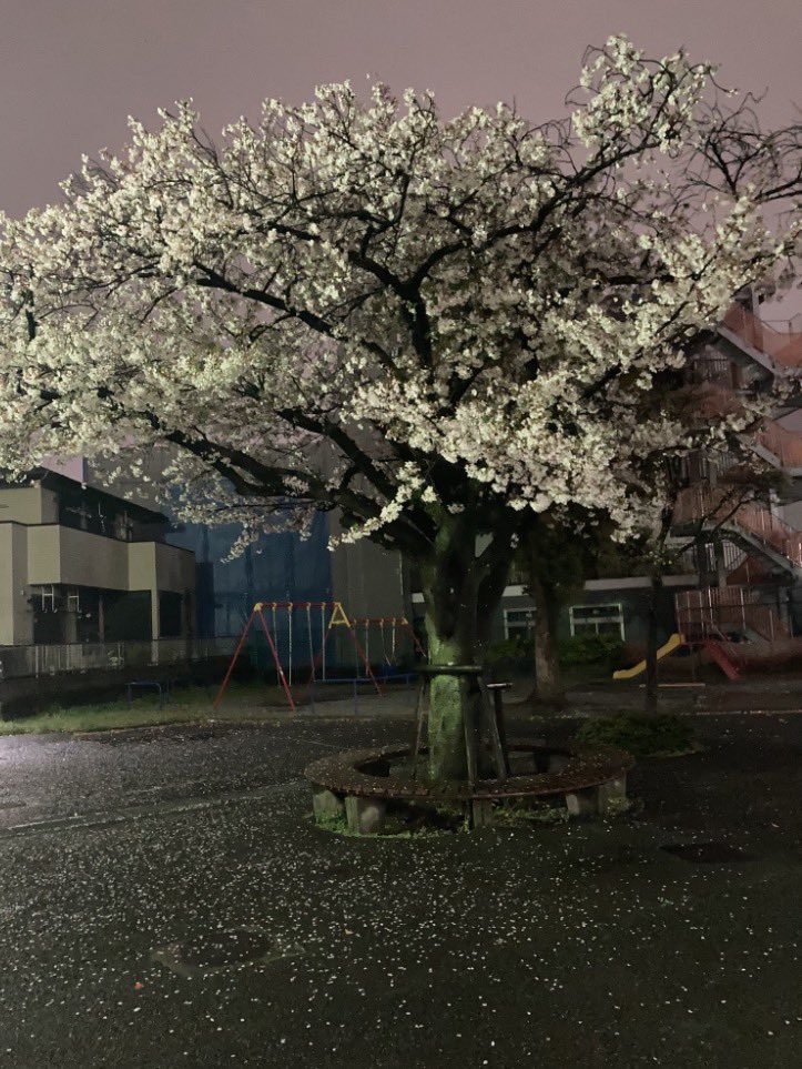 河上 蒼 tweet media