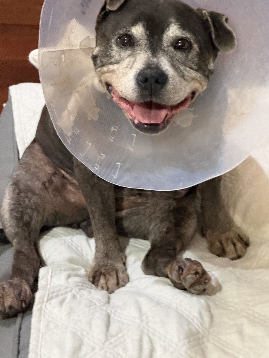 Alison Cowey💜🤍💚 tweet media