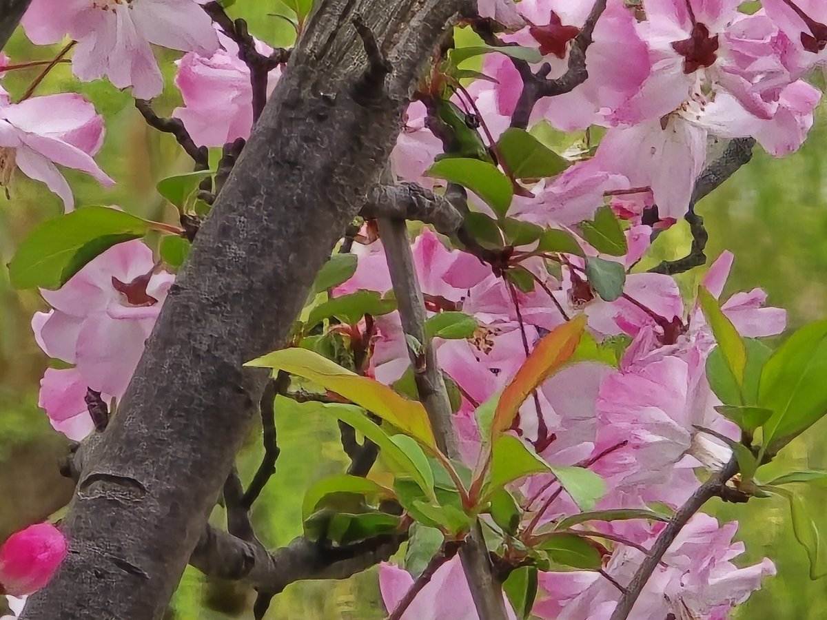 エメロン🐢🐈‍⬛ ͗🐌🦭(⚯̫ ﾐэ)Э🚪🌙🔎💐 tweet media