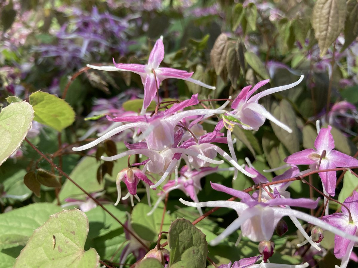 竹下大学/品種ナビゲーター tweet media