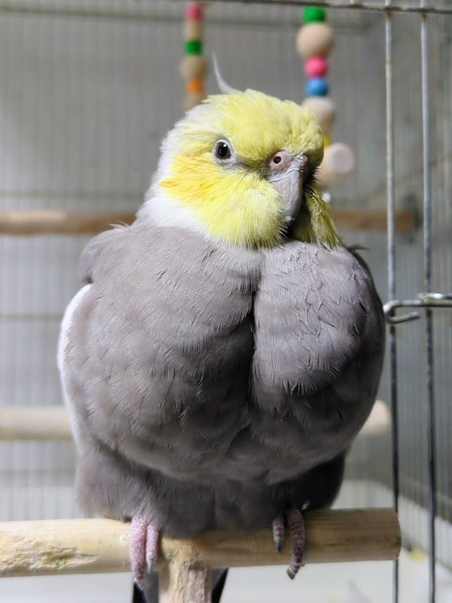 とりちゃん tweet media