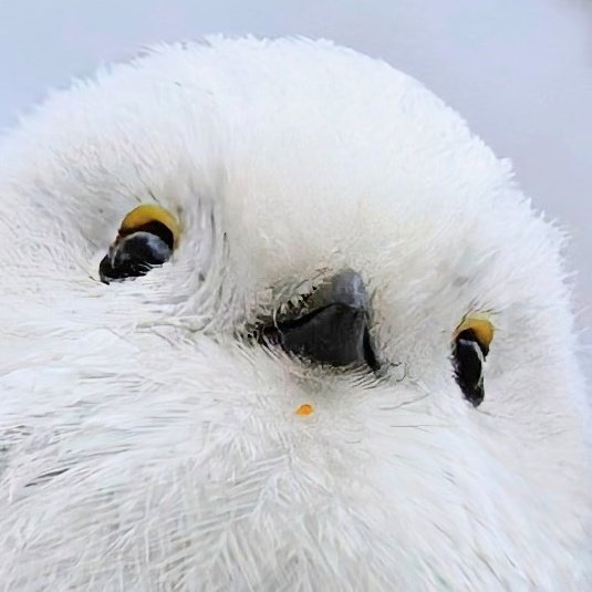 カズ@野鳥好き tweet media