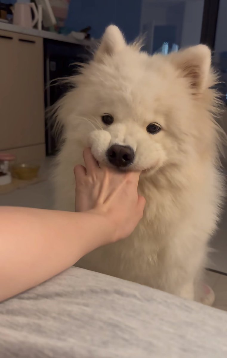 犬しか勝たん tweet media