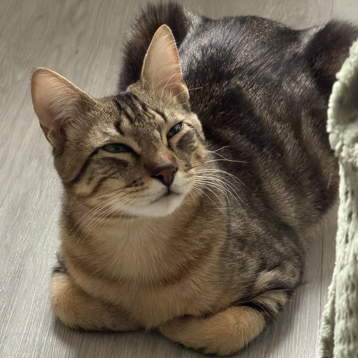 𓏲 miya tweet media