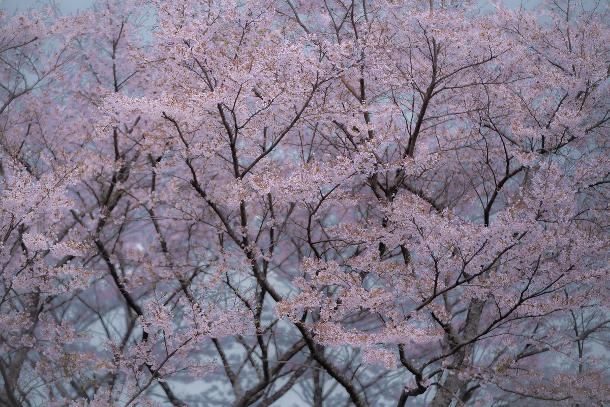 yossi02121's tweet image. 桜🌸
#tokyocameraclub
#sonyalpha