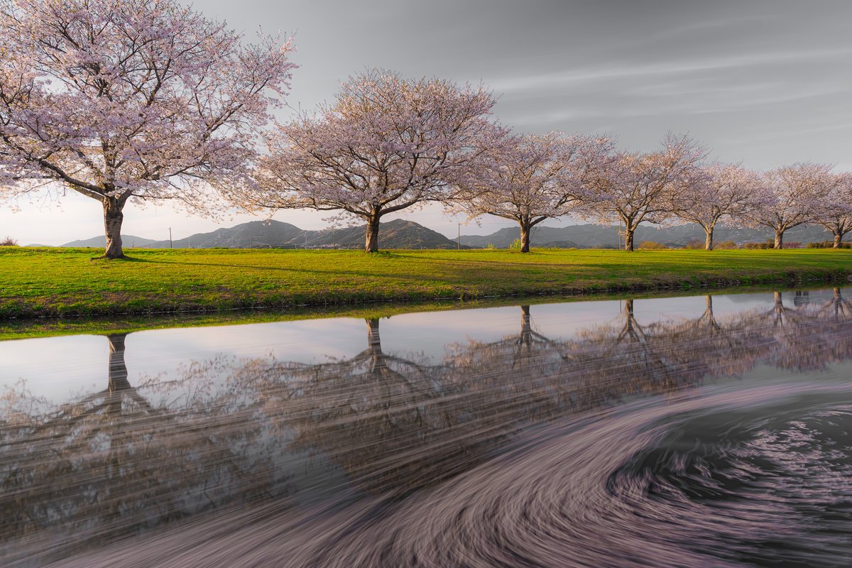 yossi02121's tweet image. 桜🌸
#tokyocameraclub
#sonyalpha