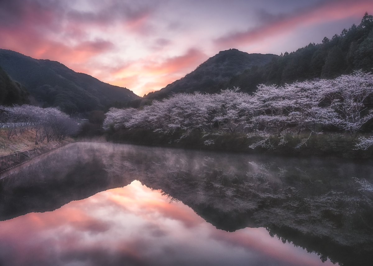 yossi02121's tweet image. 桜🌸
#tokyocameraclub
#sonyalpha