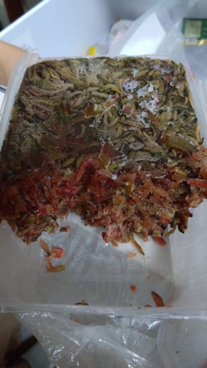 yodachumo's tweet photo. 職場のベトナム人にご飯作ってもらったんだけどハンバーグ美味しいと思ったらゴカイだった🫡 https://t.co/fGqejCQa8Z