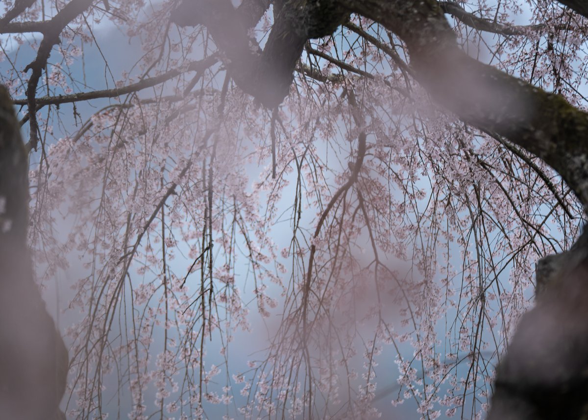 yossi02121's tweet image. 桜🌸
#tokyocameraclub
#sonyalpha