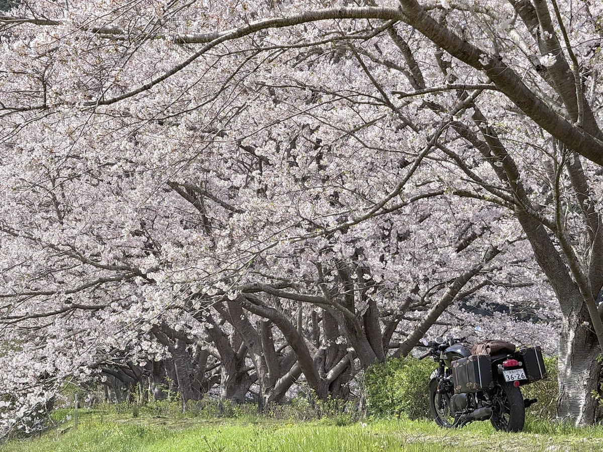 エリック 🇬🇧BONNEVILLE T120 tweet media