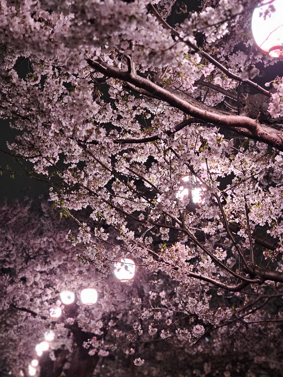 toroco(とろこ) tweet media