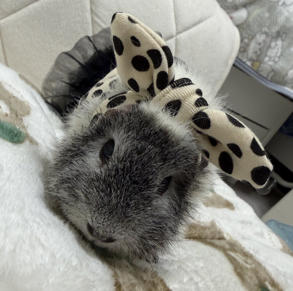 ちいきゅん tweet media