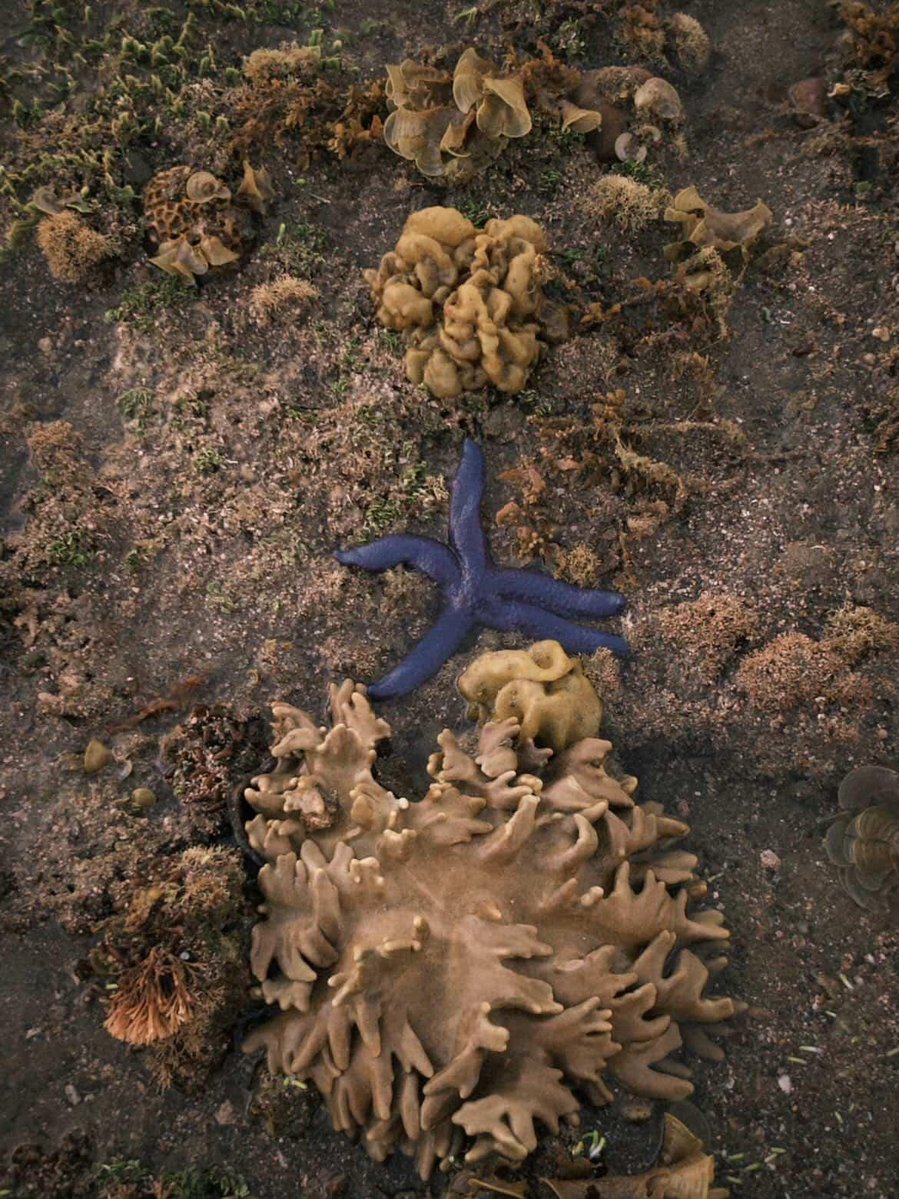 Patrick star are you ok!🥀