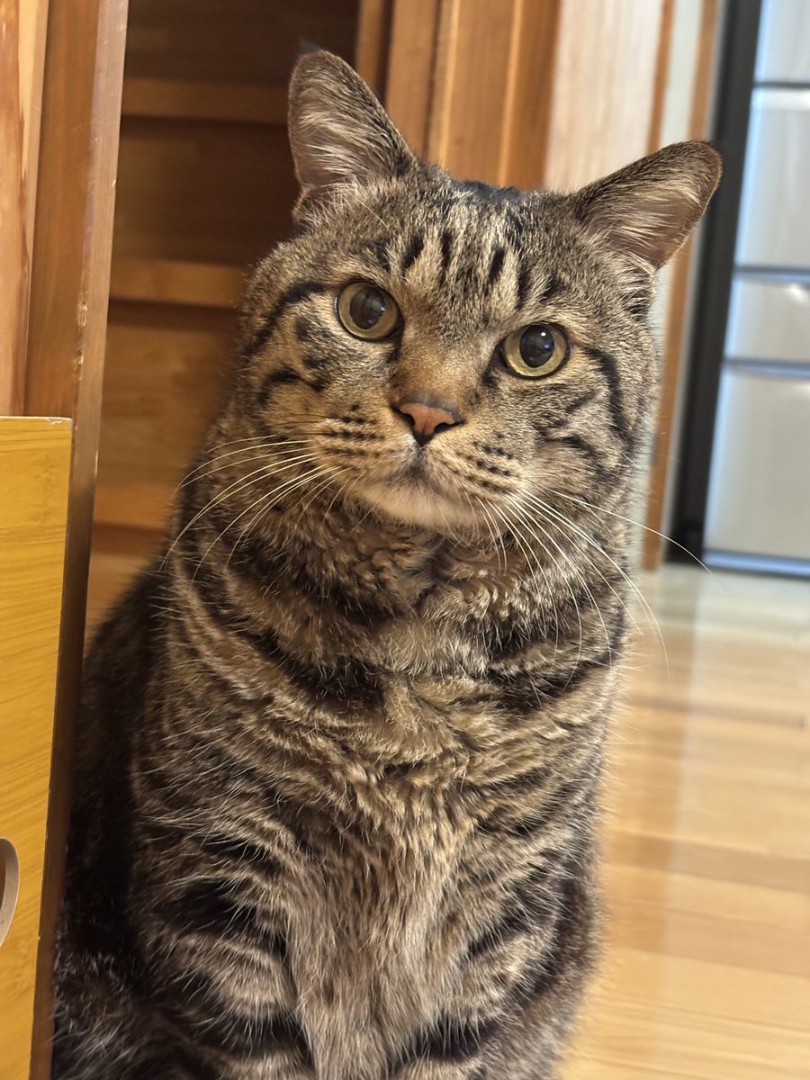 キジトラ虎三郎 tweet media