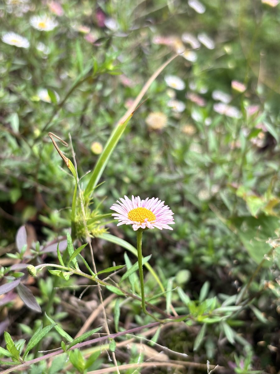 prasantnnaidu's tweet photo. In the trails of #yuksom https://t.co/fowk3ZYsfg