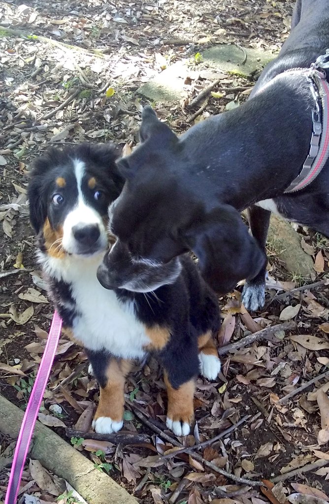 ここあ tweet media