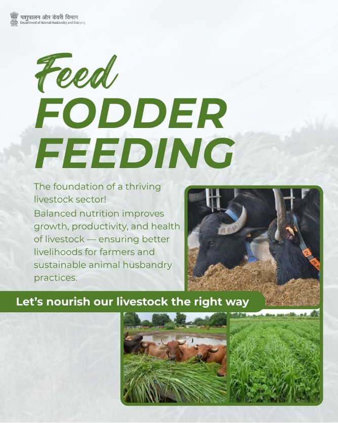 Dept_of_AHD's tweet photo. Better Feed, Better Future!

Did you know that balanced nutrition is the secret behind a successful dairy farm? Proper feeding practices ensure that our animals are healthy and our farming practices remain sustainable.

#AnimalNutrition #FodderManagement #DairyFarming #HealthyLivestock #AgriInnovation