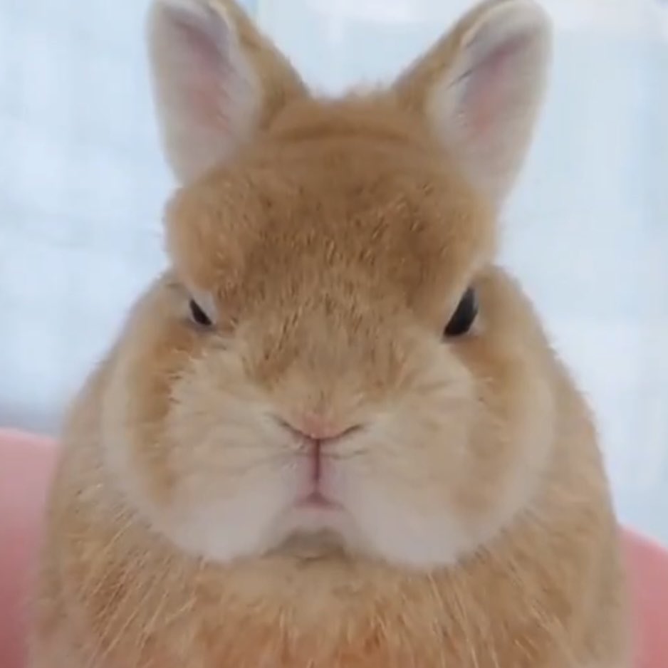 토숑이 tweet media